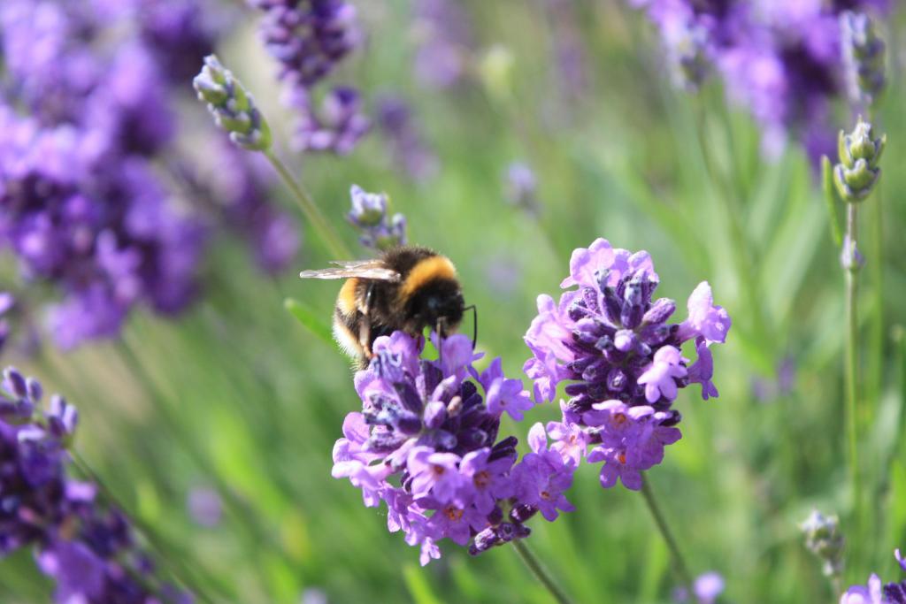 Biene auf einem Lavendel