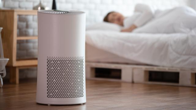 Luftreinigende Pflanzen: Die 10 besten Luftreiniger-Zimmerpflanzen