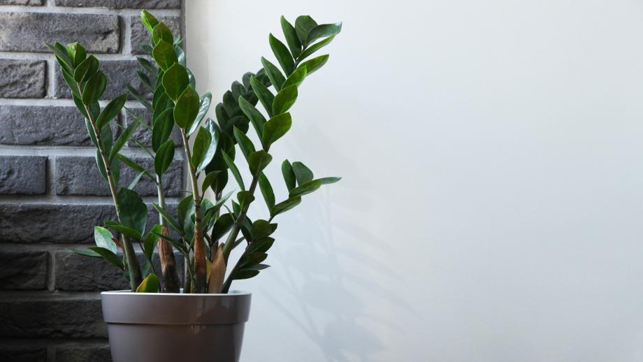 Pflanzen frs Bad: Die 10 besten Badezimmer-Pflanzen