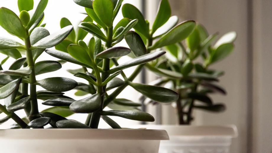 ficus altissima variegata Ficus Altissima Aurea Variegata | organically grown tropical plants