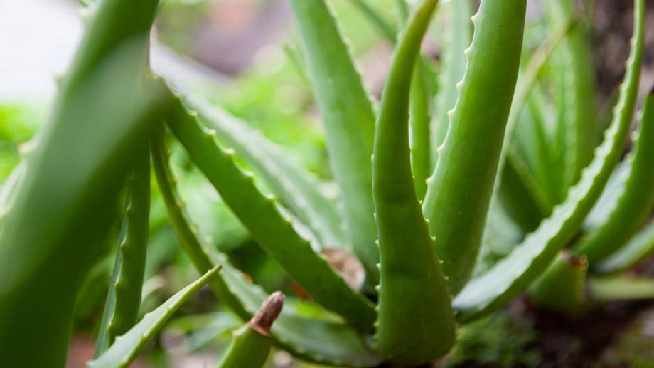 how big does aloe vera grow 3-5 FT Aloe Vera