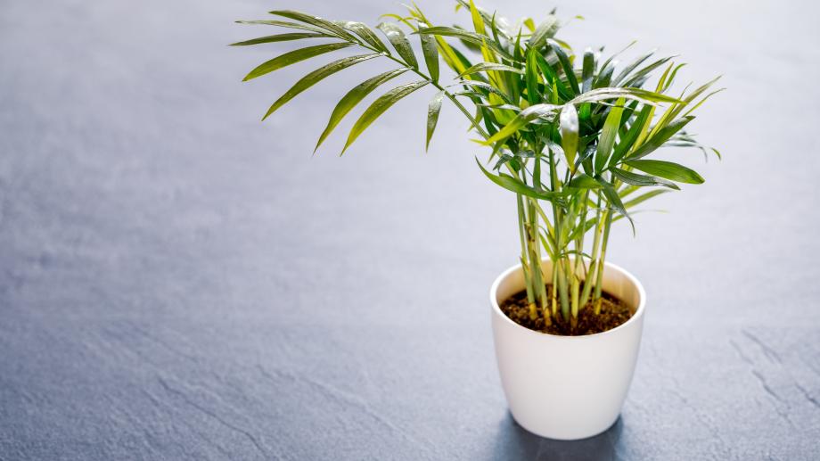 Pflanzen im Schlafzimmer: Welche sind schdlich, welche nicht?