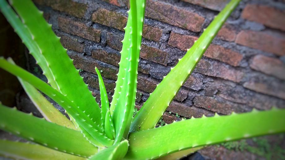 haarkur mit aloe vera und kokosöl Veganes Starterset für Deine strapazierten Locken sowie Afrohaare – ŌMAKA