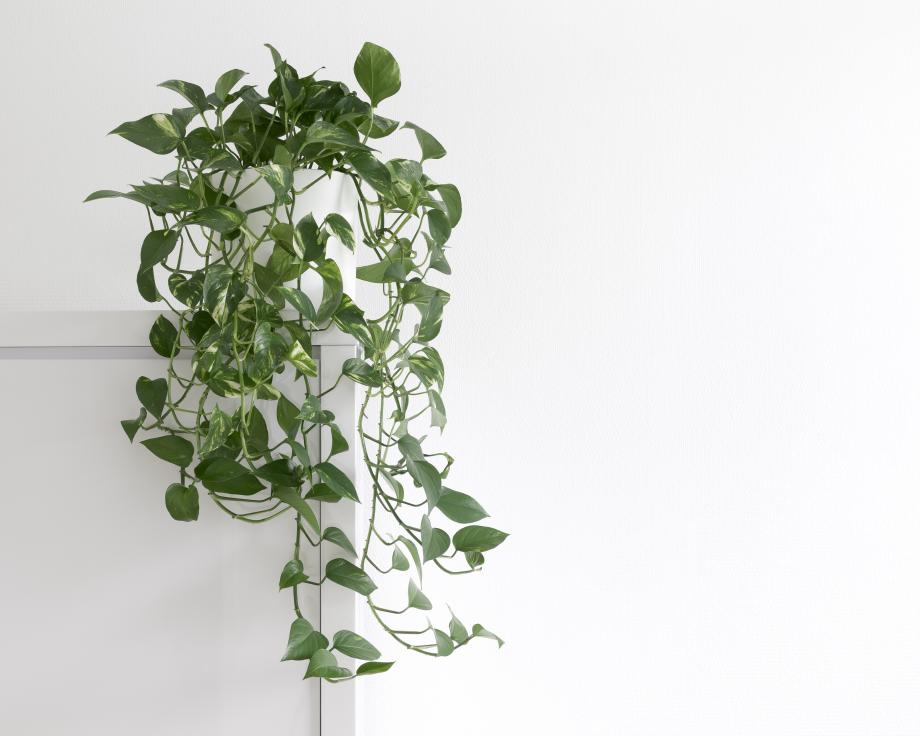 anthurium crystallinum x luxurians Anthurium crystallinum x luxurians