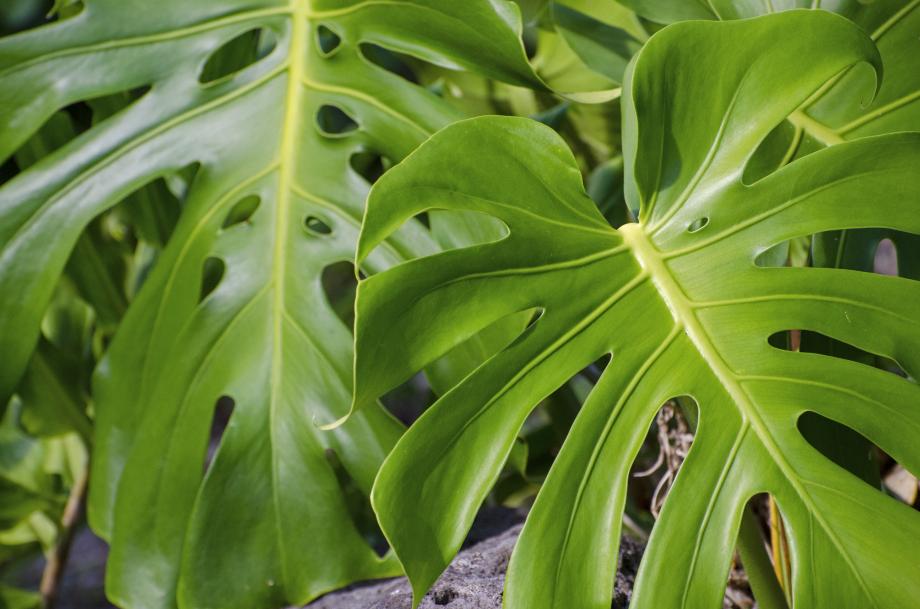 dracaena compacta gießen Drachenbaum 'Compacta' kaufen | Dracaena deremensis 'Compacta' main image 1