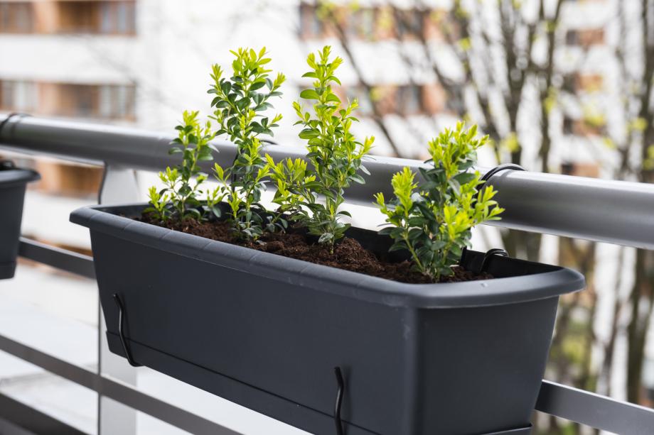 Winterharte Balkonpflanzen: 10 Immergrne fr jeden Balkon