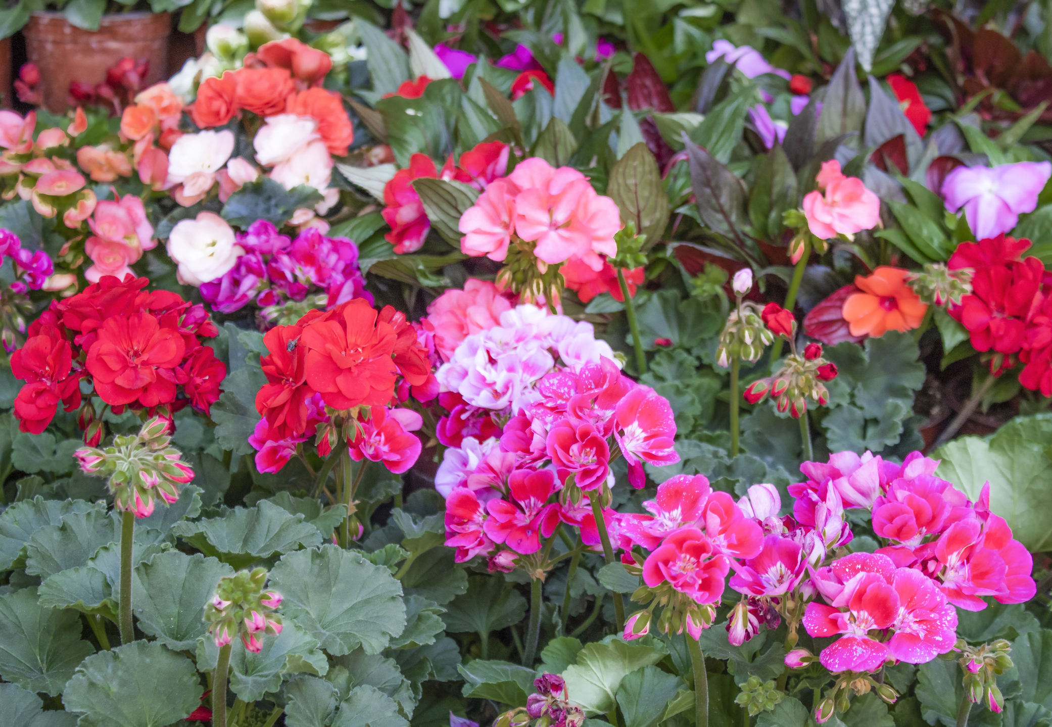 Bunte Geranien