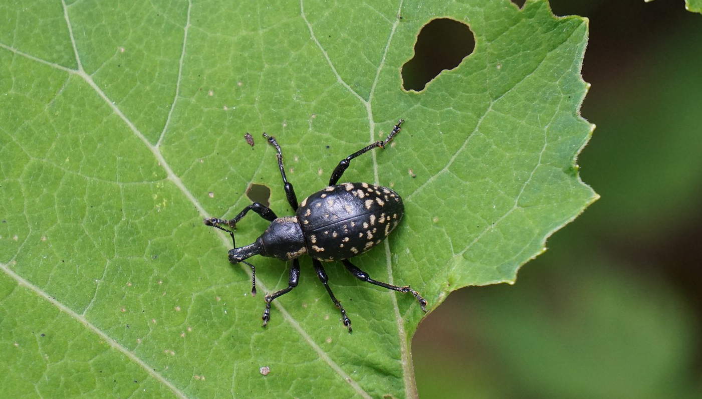 Rüsselkäfer