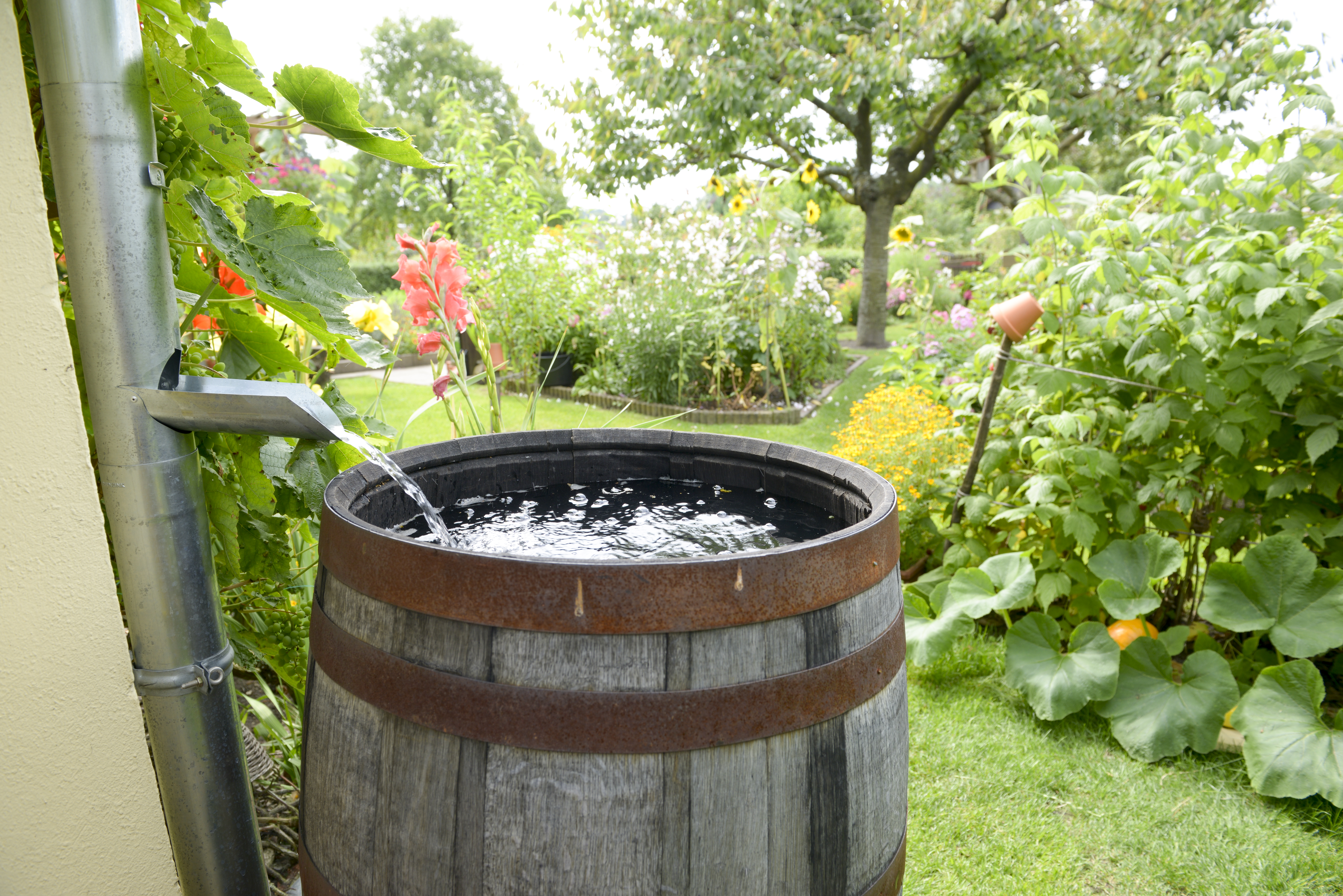 Regenwassernutzung