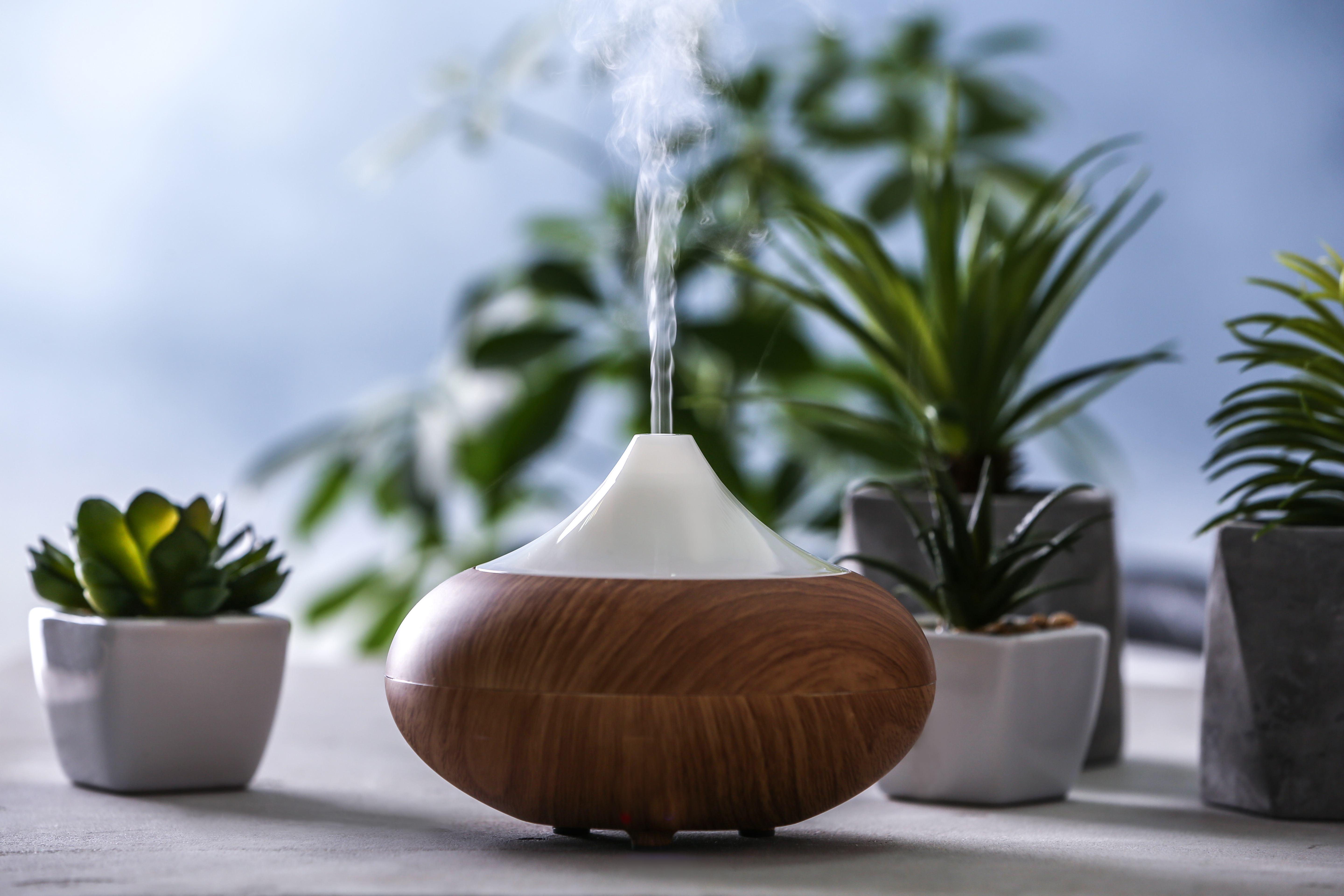 Schick designter Luftbefeuchter zwischen Zimmerpflanzen