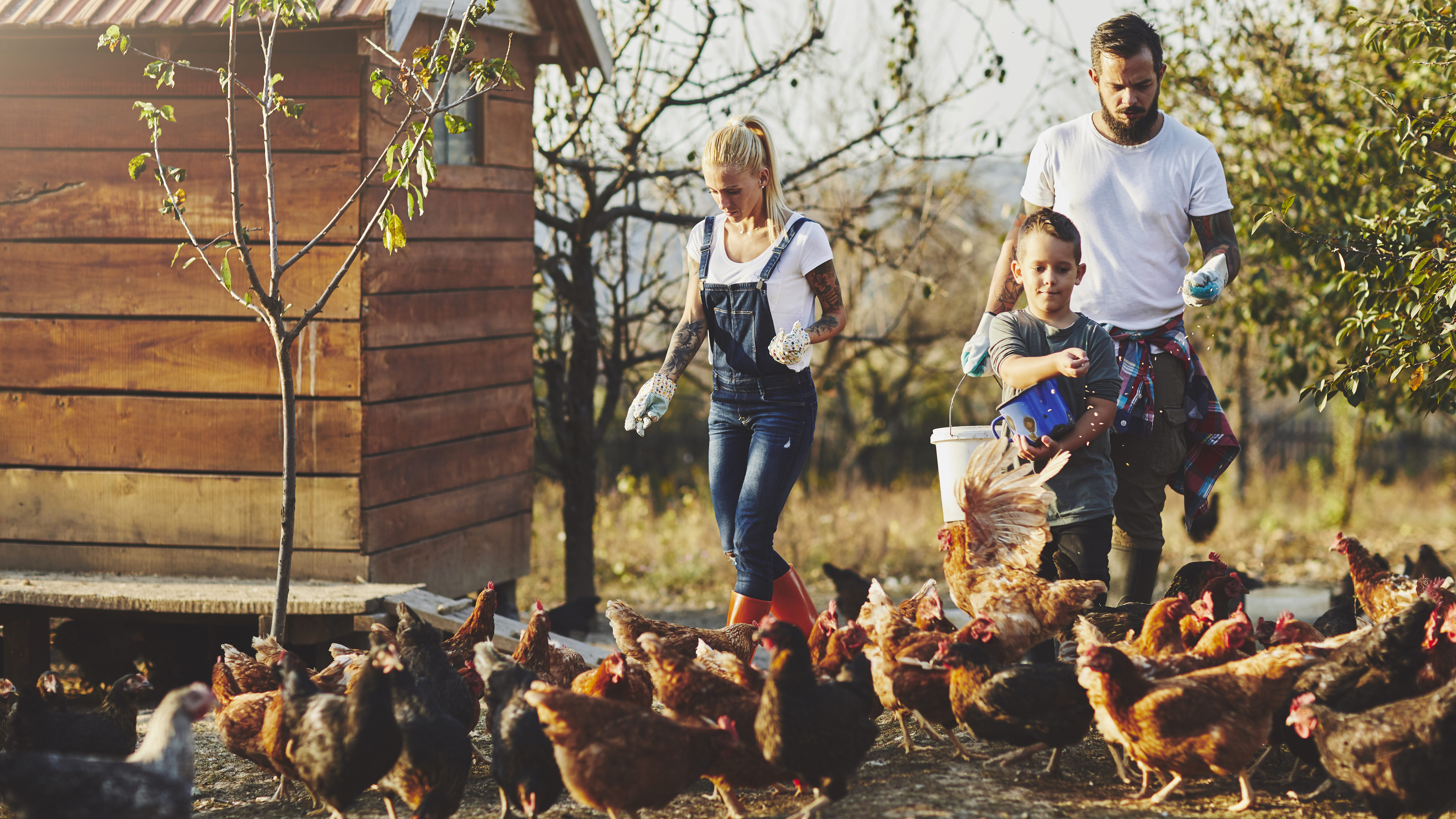 Familie füttert frei laufende Hühner