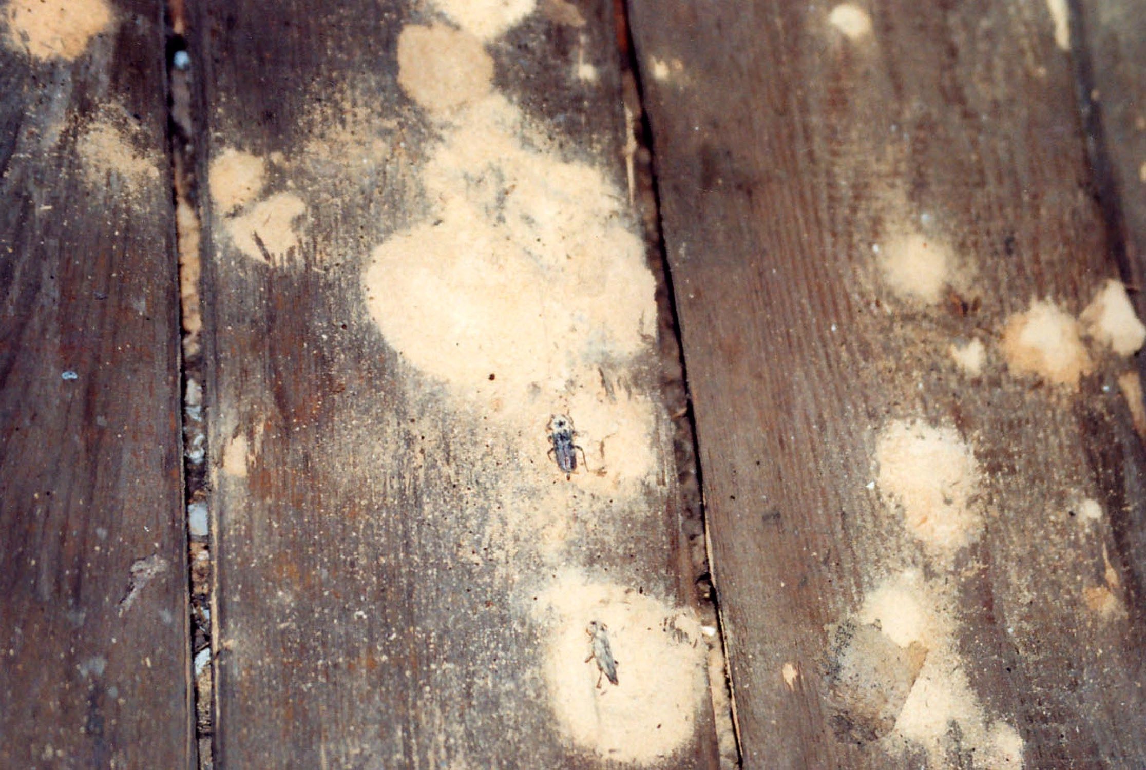 Hausbockkaefer im Holzmehl auf Dielen