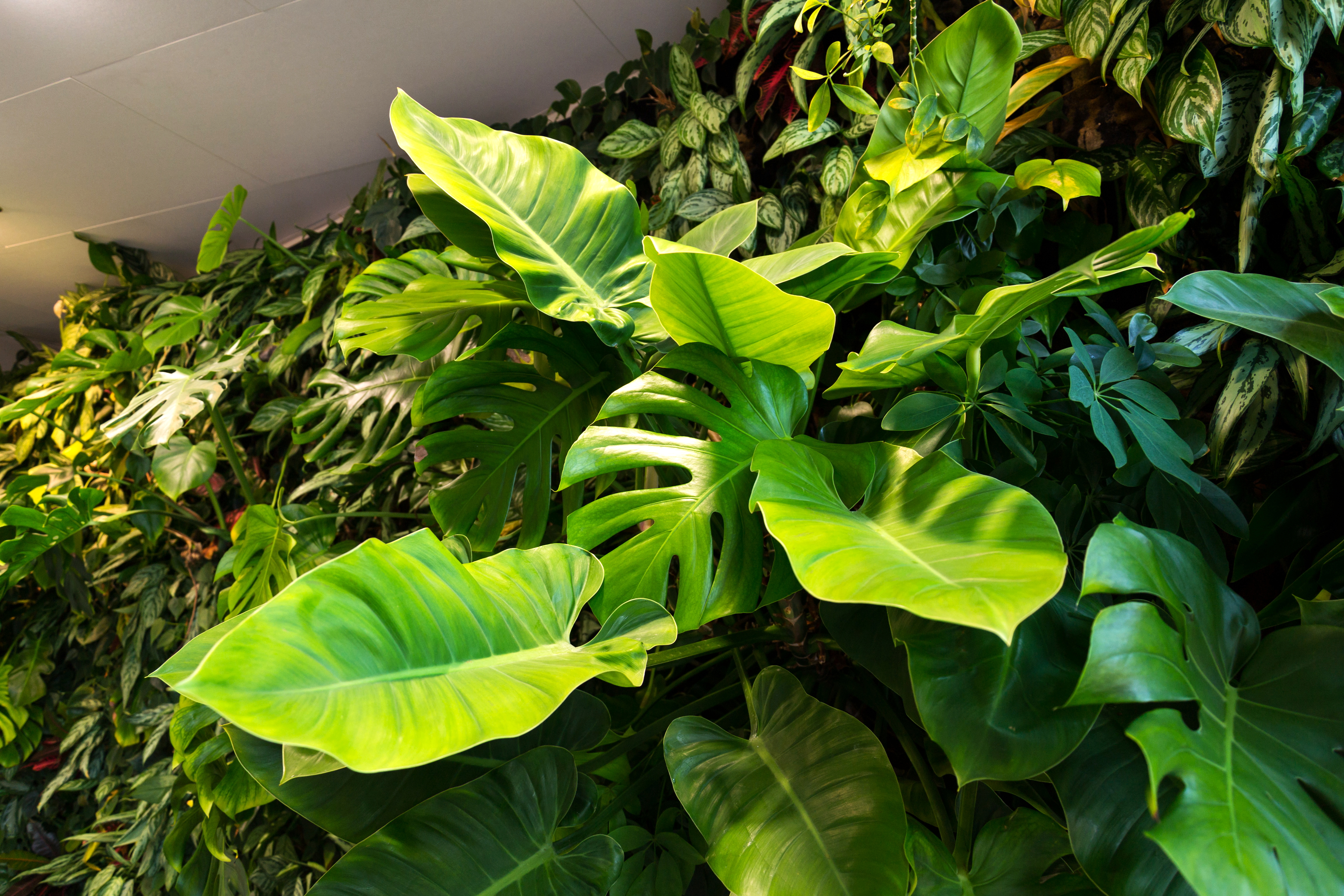 Vertikaler Indoor-Garten mit Monstera