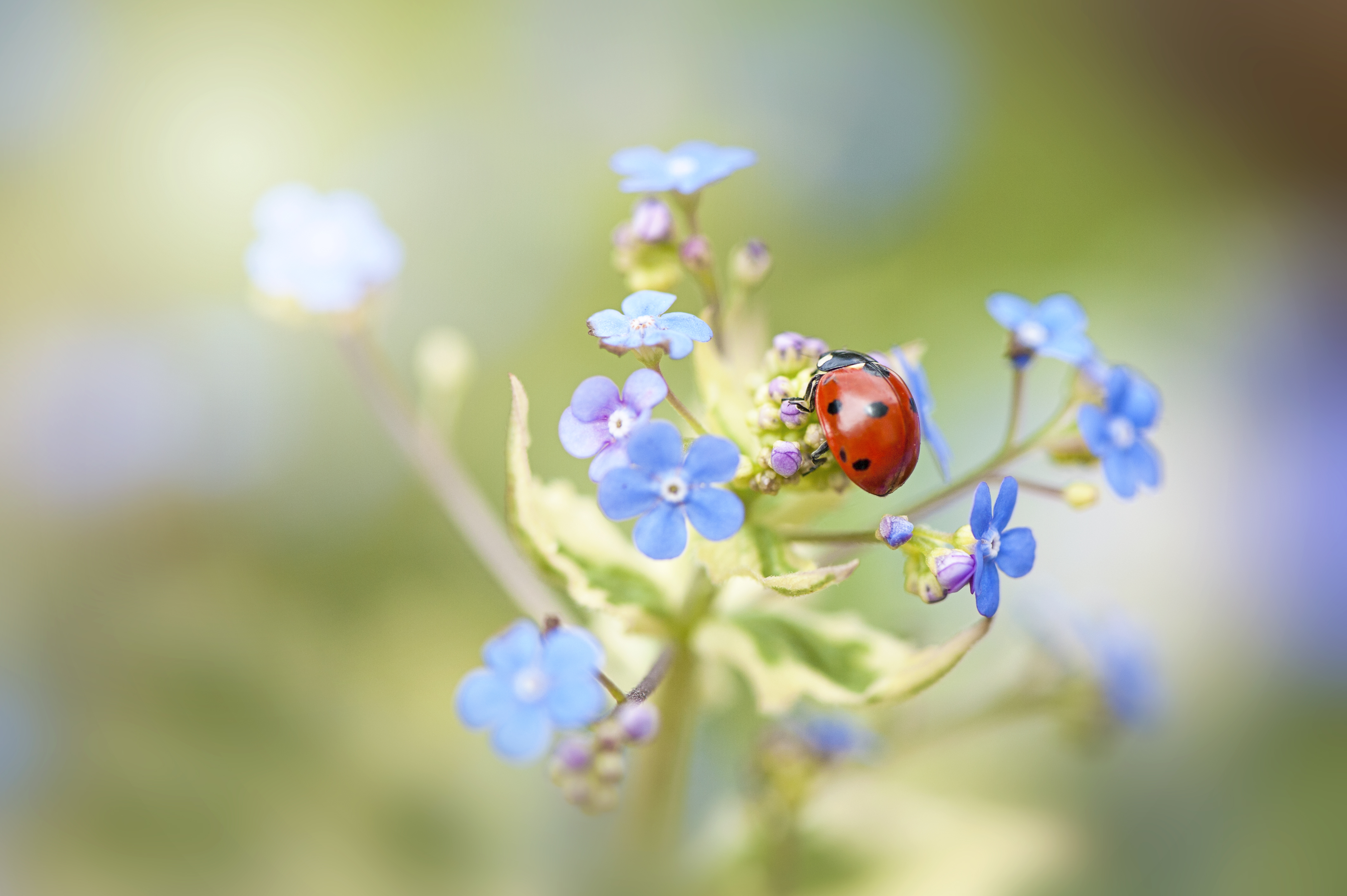 Marienkäfer sitzt auf einer blauen Blumenblüte