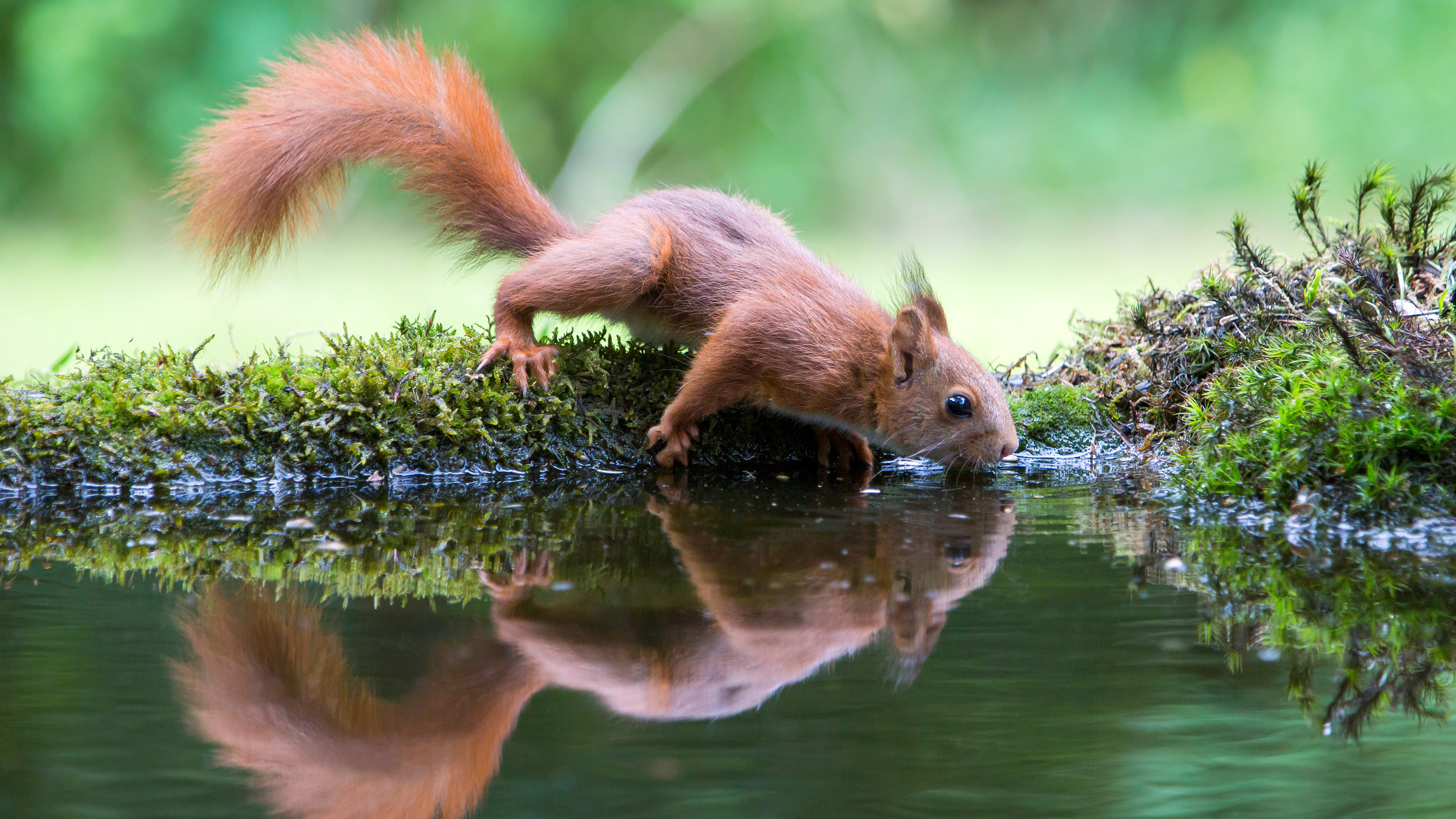Ein Eichhörnchen trinkt Wasser