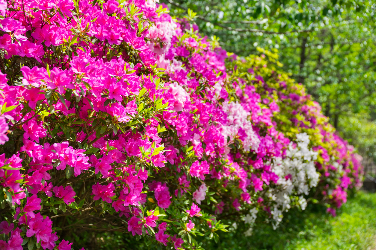 Schattenpflanzen 7 Schattengewächse für dunkle Ecken im Garten