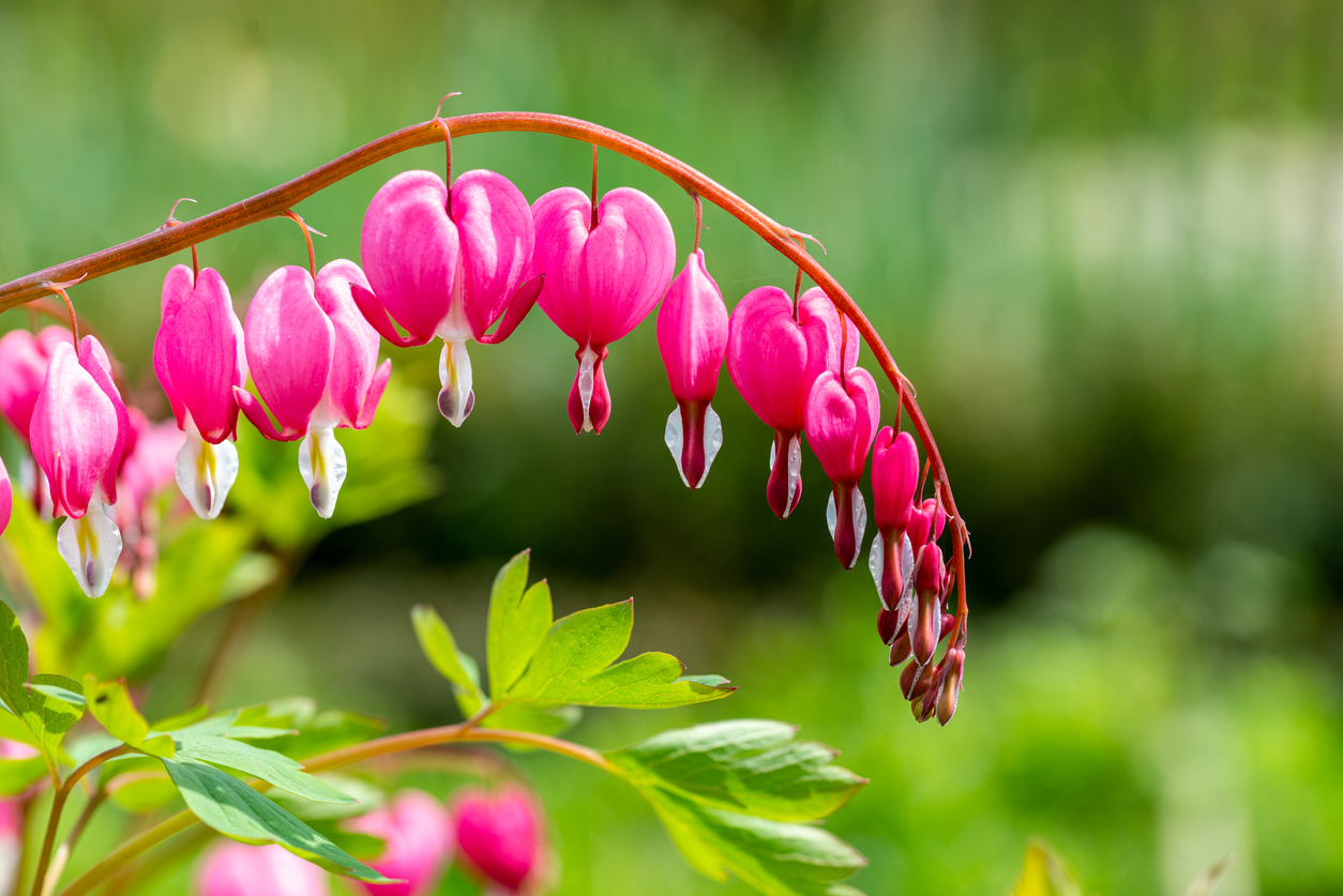 Schattenpflanzen 7 Schattengewächse für dunkle Ecken im Garten
