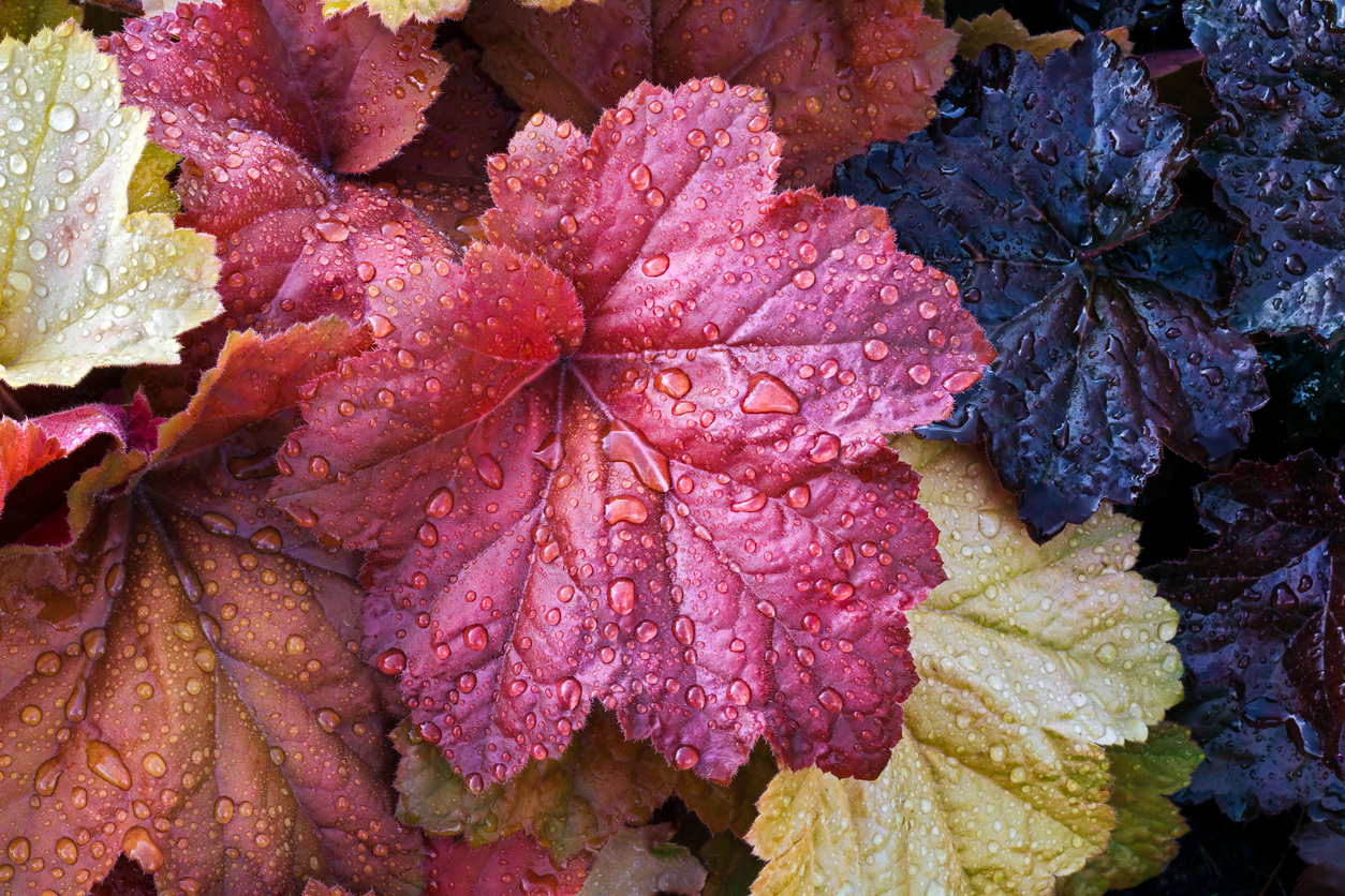 Schattenpflanzen 7 Schattengewächse für dunkle Ecken im Garten