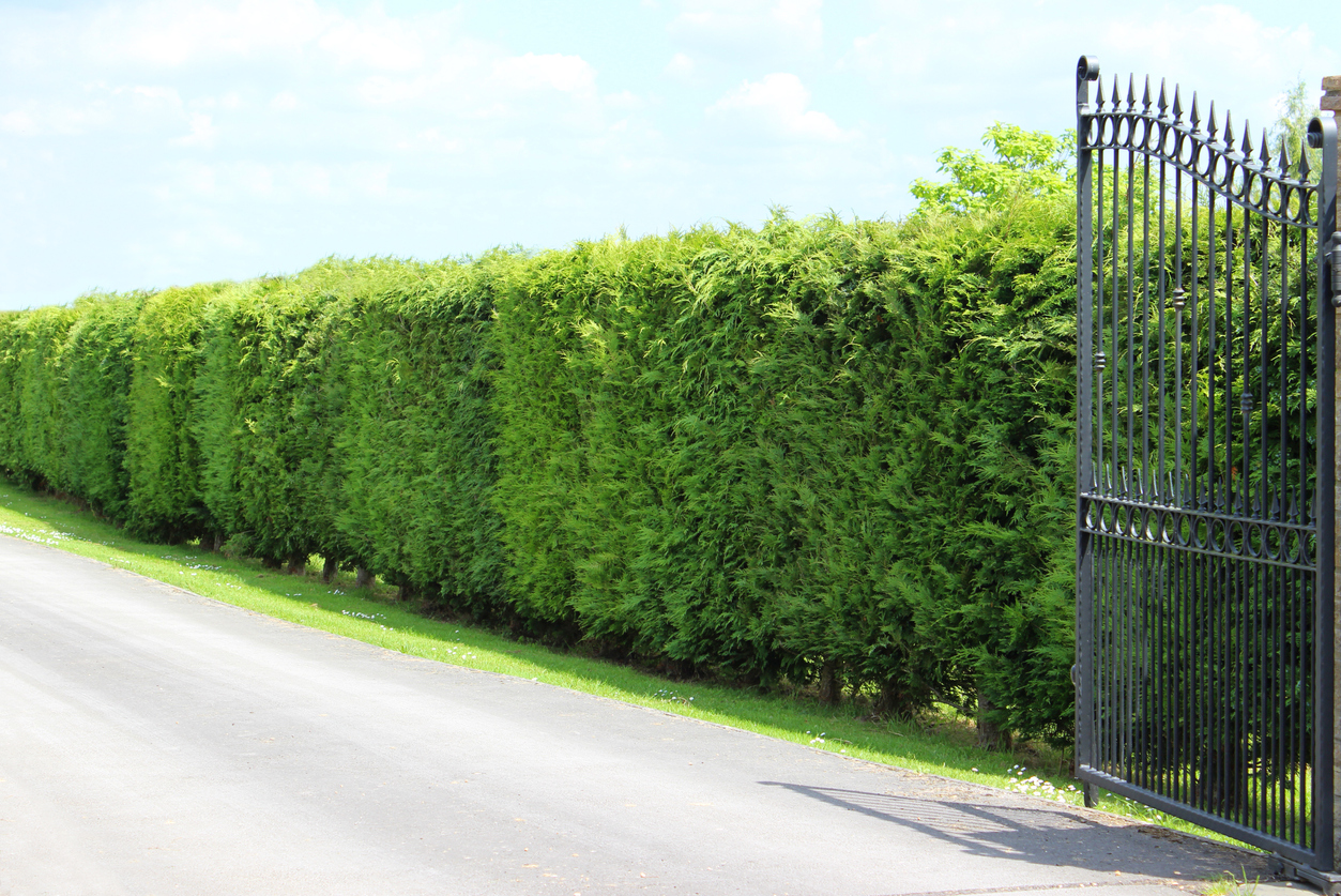 Schnell wachsende Hecke Diese Pflanzen bieten schnell Sichtschutz