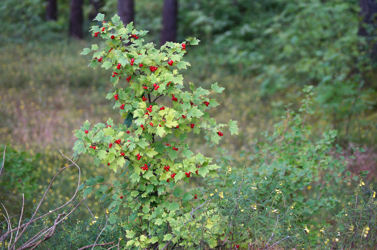 Schattenpflanzen 7 Schattengewächse für dunkle Ecken im Garten