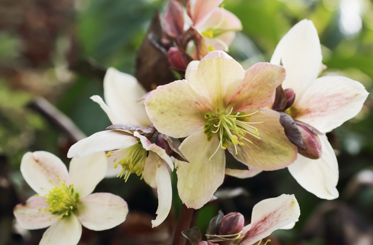Schattenpflanzen 7 Schattengewächse für dunkle Ecken im Garten