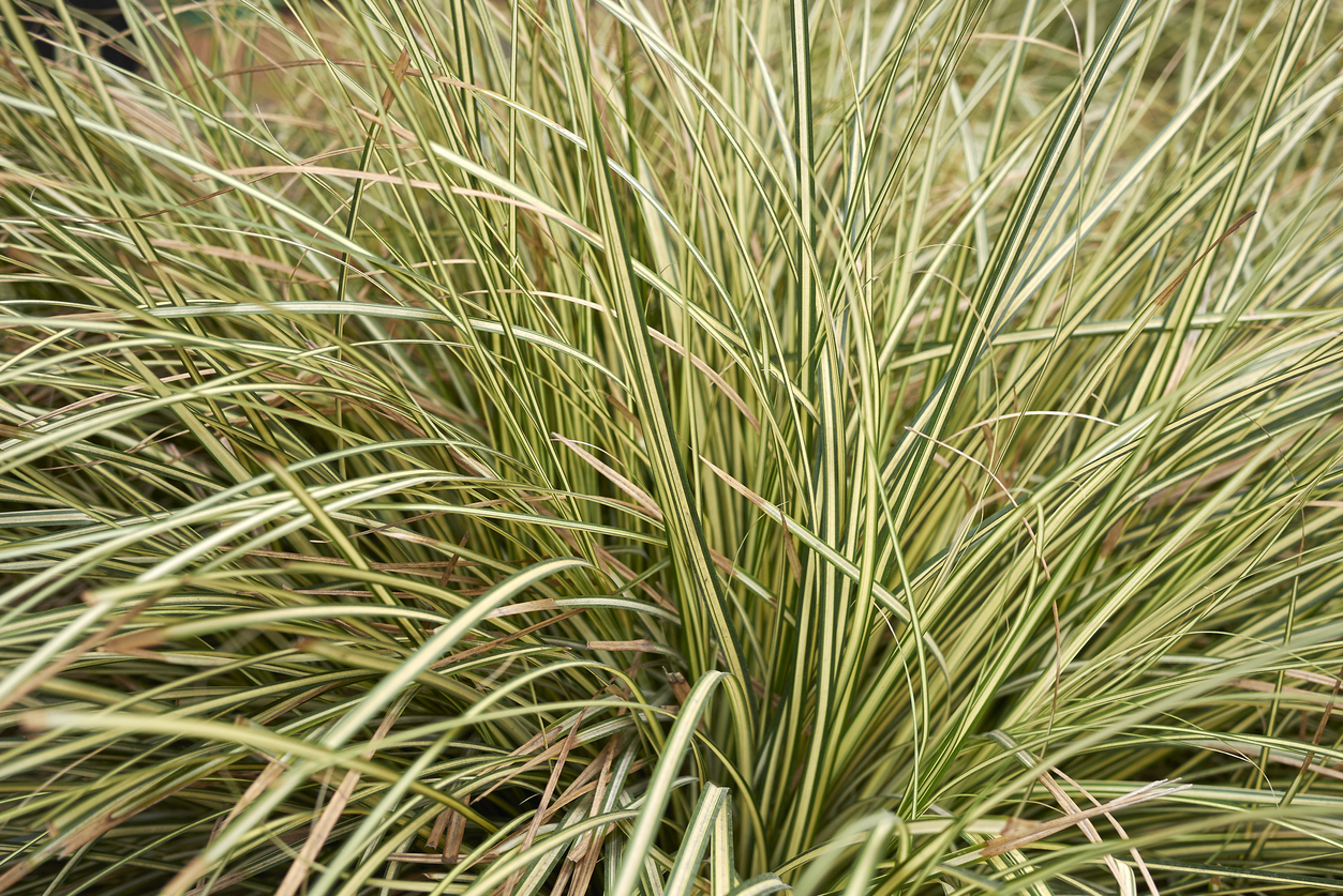 Schattenpflanzen 7 Schattengewächse für dunkle Ecken im Garten