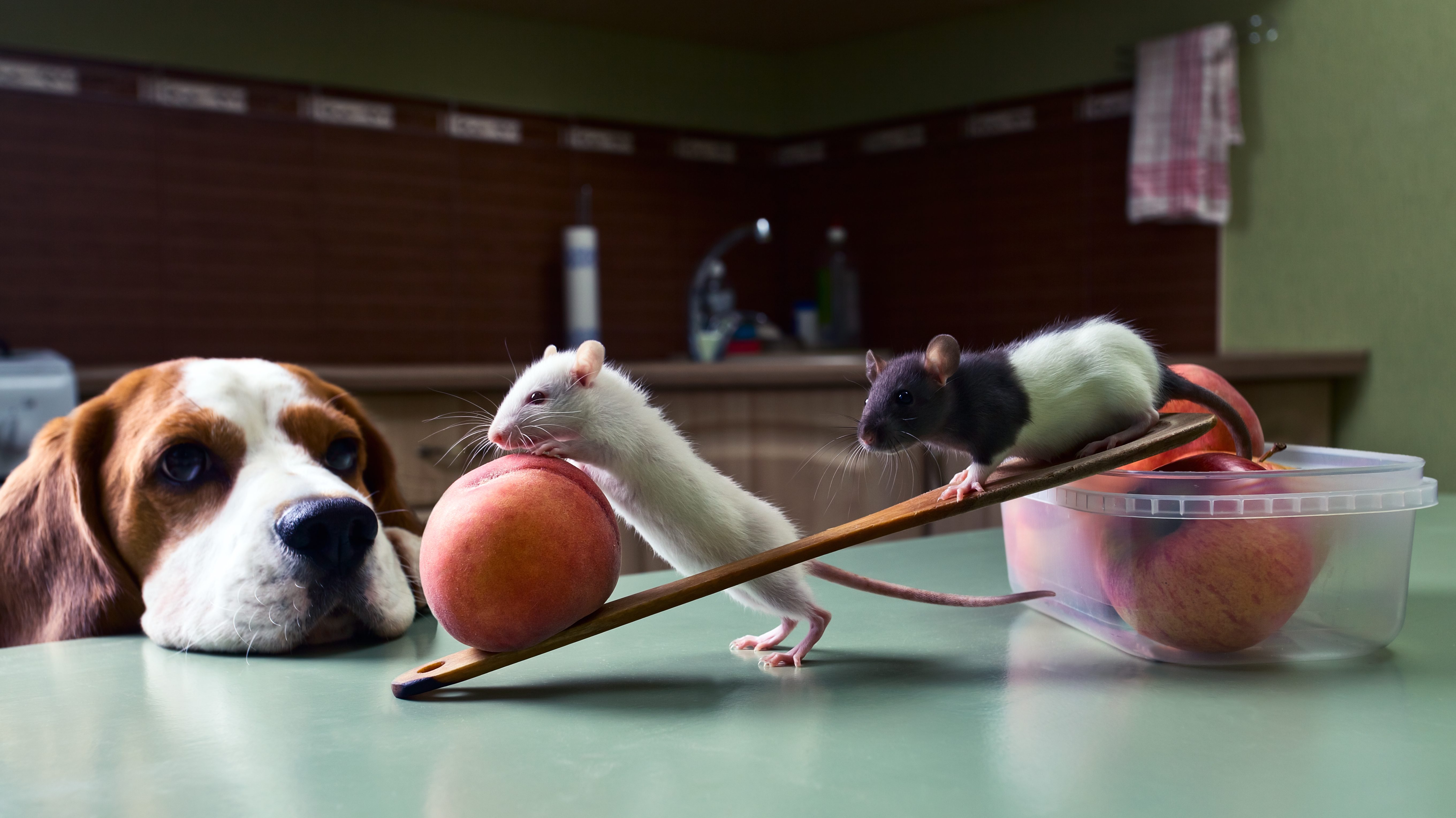 Hund vor und Mäuse auf dem Küchentisch