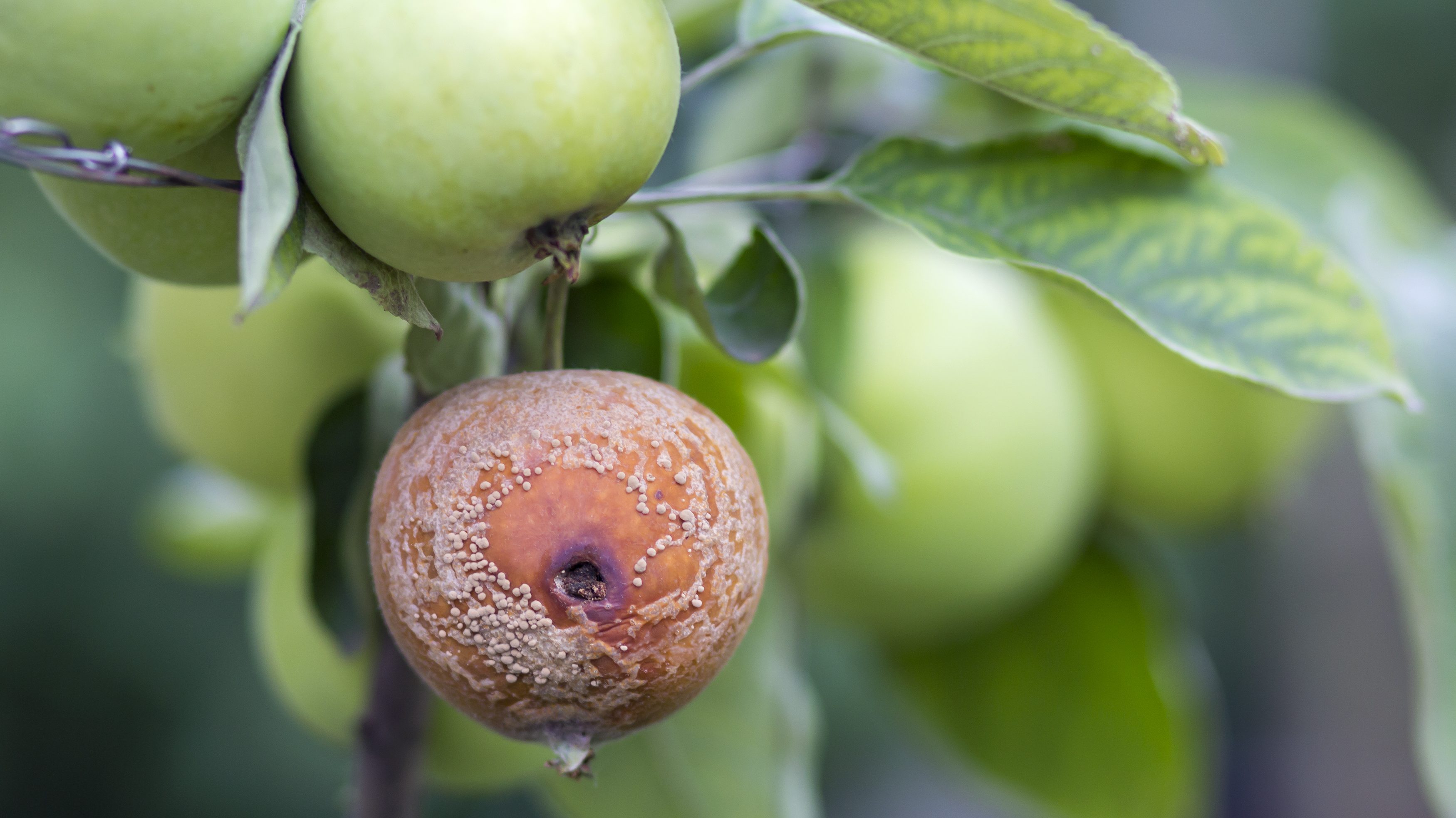 Apfel ist von Fruchtfäule befallen