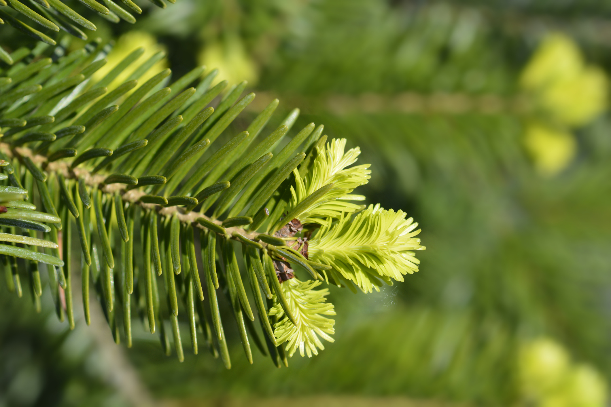 WeihnachtsbaumHaltbarkeit So bleibt die Tanne lange frisch