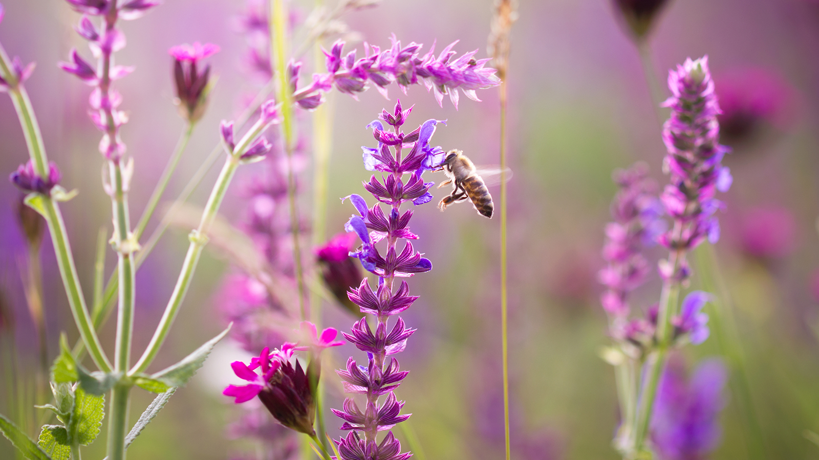 Biene an Blüte im Garten auf Bienenweiden