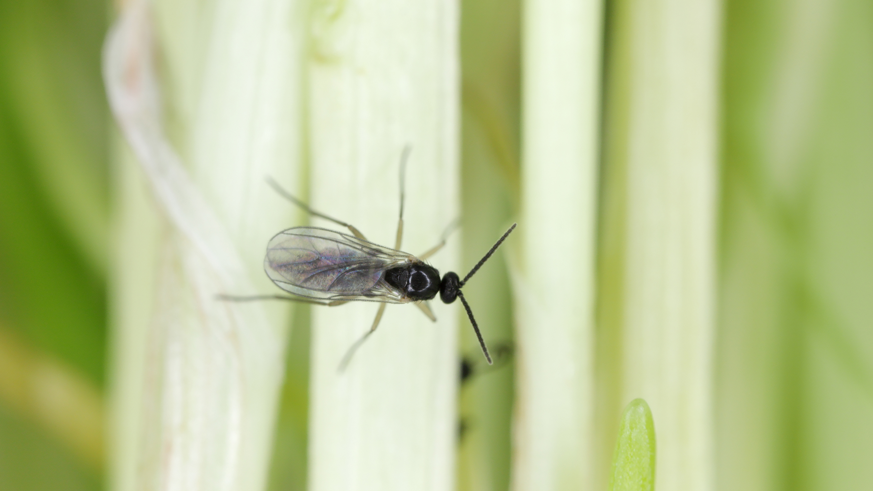 Trauermücken loswerden: So bekämpft ihr Fliegen in der Blumenerde