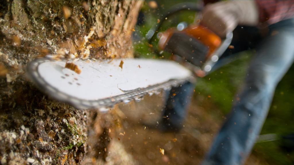 Mann fällt Baum mit Kettensäge