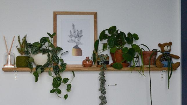 Regal mit verschiedenen Zimmerpflanzen