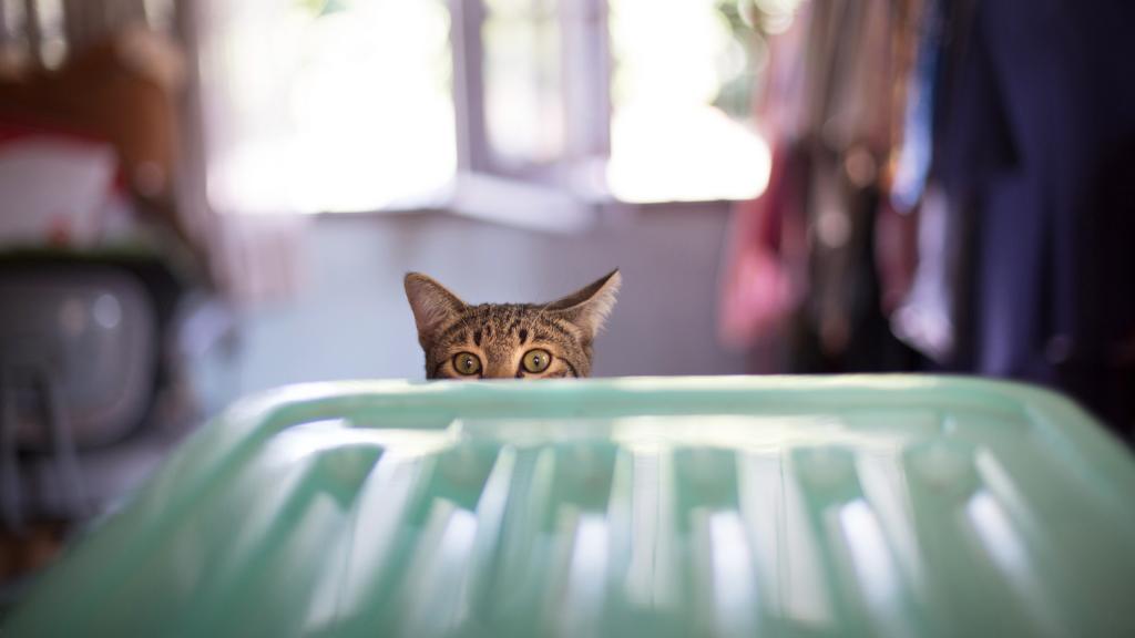 Eine Katze versteckt sich hinter einem Katzenklo, lediglich ihr Kopf ist zu sehen.