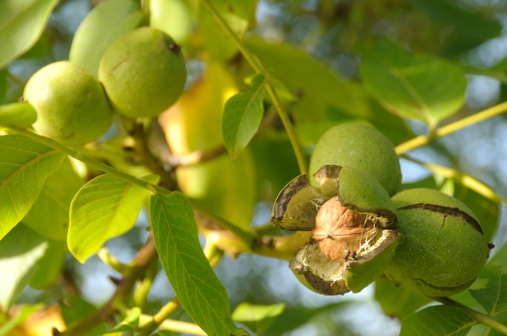 Nahaufnahme einer Walnuss in einem Walnussbaum