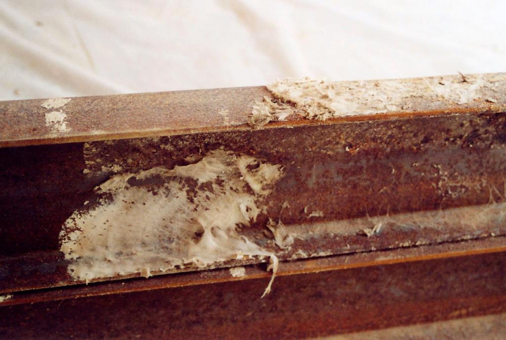Holzschwamm erkennen: Myzel des Echten Hausschwamms auf einem Stahlträger