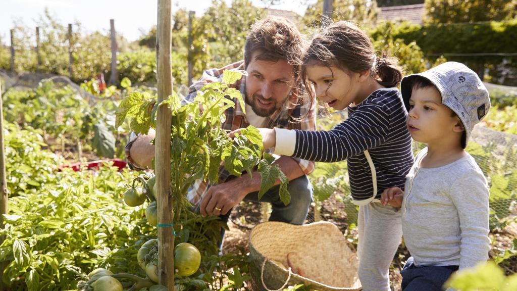 Vater erntet mit Kindern im Garten Tomaten