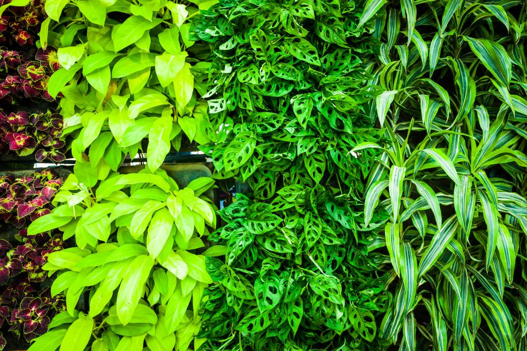 Pflanzenwand mit tropischen Pflanzen