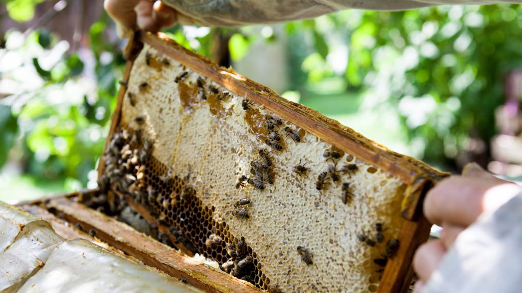 Ein Rahmen mit Bienenwaben wird aus dem Bienenstock gezogen