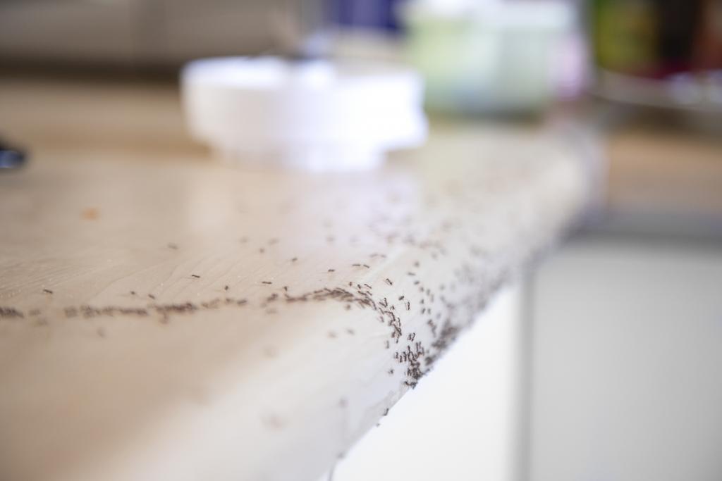 Ameisen krabbeln über die Arbeitsplatte in der Küche