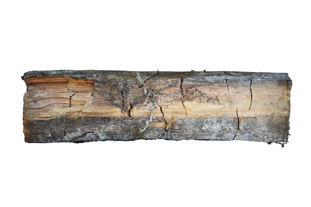 Holzschwamm erkennen: Holz von Hausschwamm zerfressen
