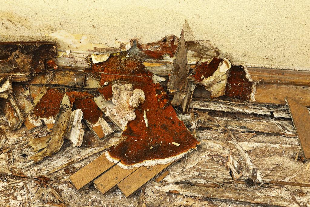 Hausschwamm hat Holzboden zerstört