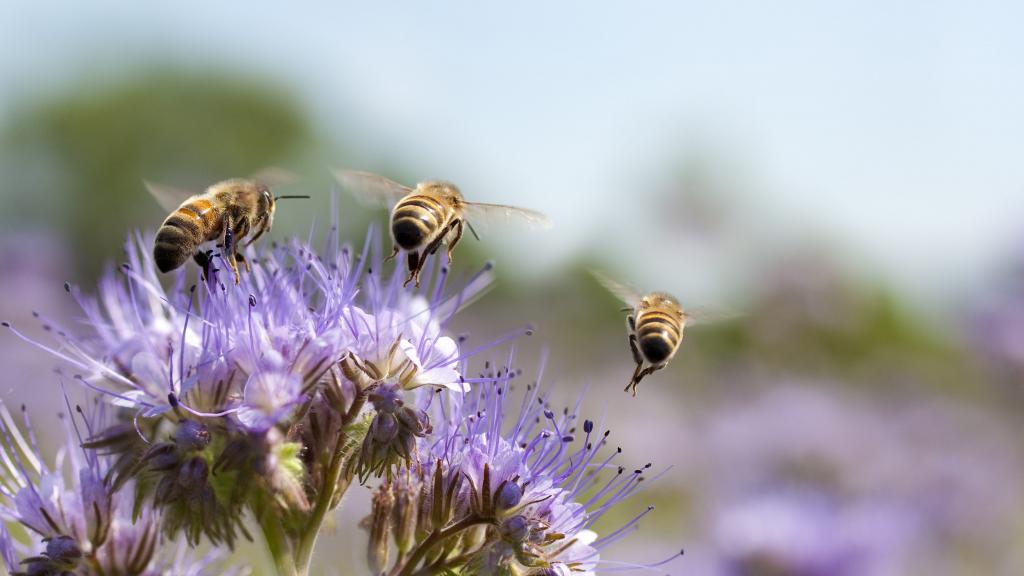 Bienen fliegen über Blüte