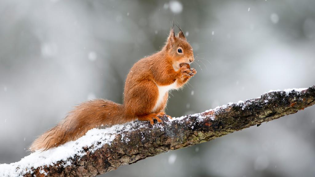 Ein Eichhörnchen sitzt auf einem Ast und knabbert an einer Nuss.