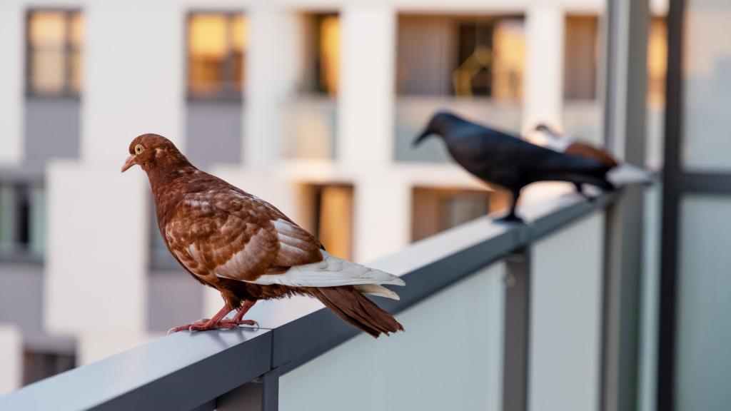 Taube sitzt neben Plastikraben
