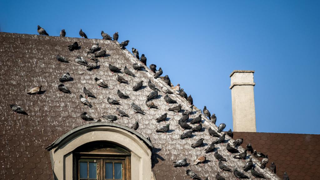 Tauben und Taubenkot auf Hausdach