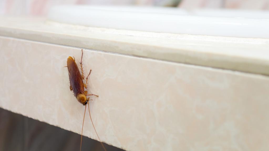 Schabe im Badezimmer