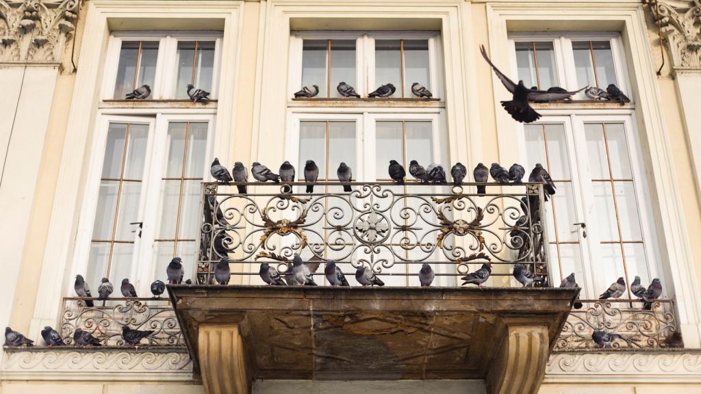 Zahlreiche Tauben sitzen auf deinem Balkongeländer und den Fenstersimsen.