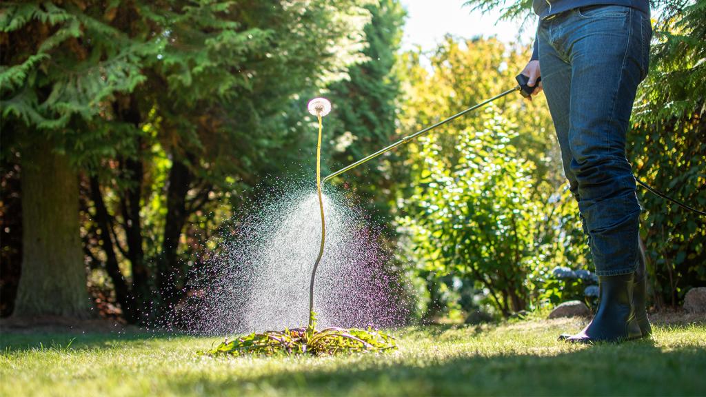 Person spritzt Unkrautvernichtungsmittel auf Unkraut im Garten