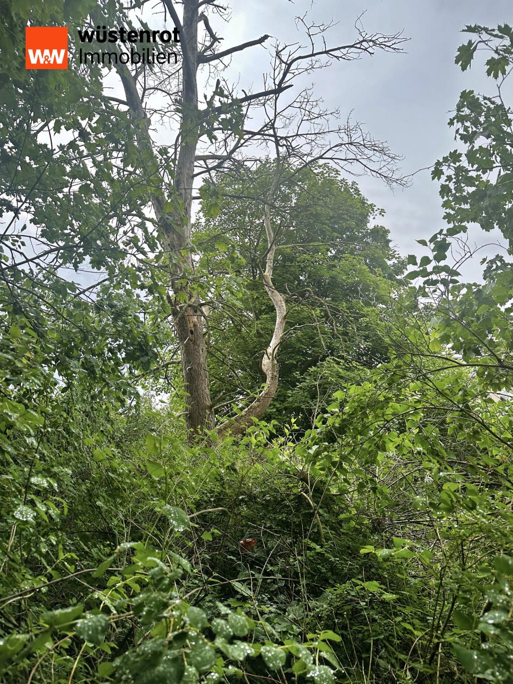 Bäume